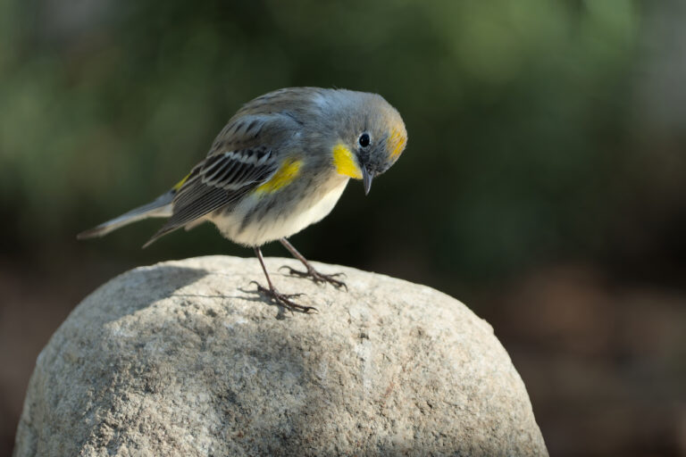 Yellow-rumped Warbler
