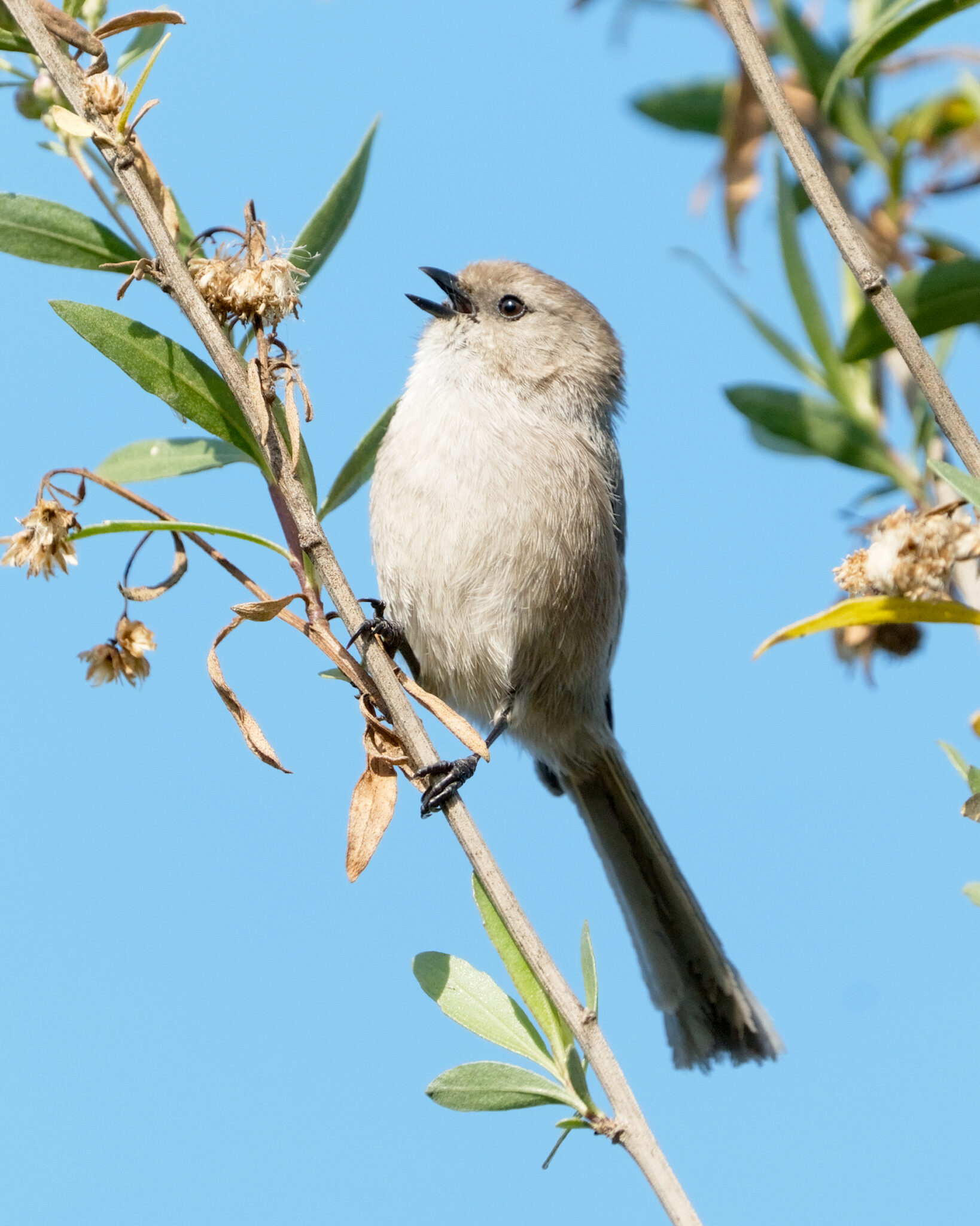 Bushtit