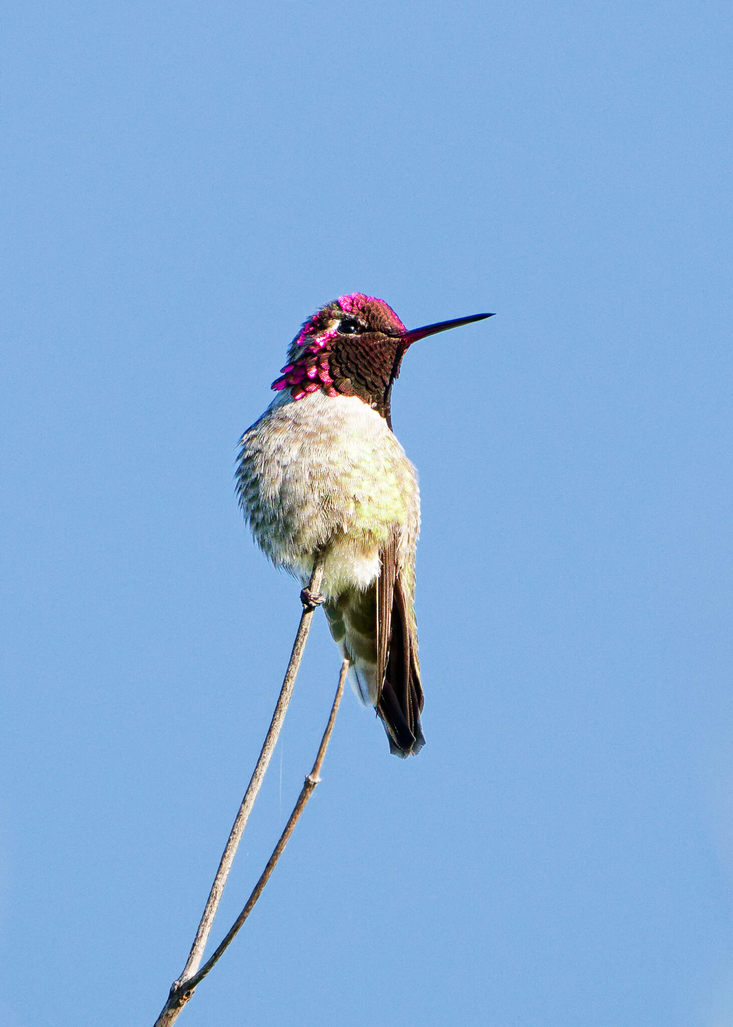 Anna's Hummingbird
