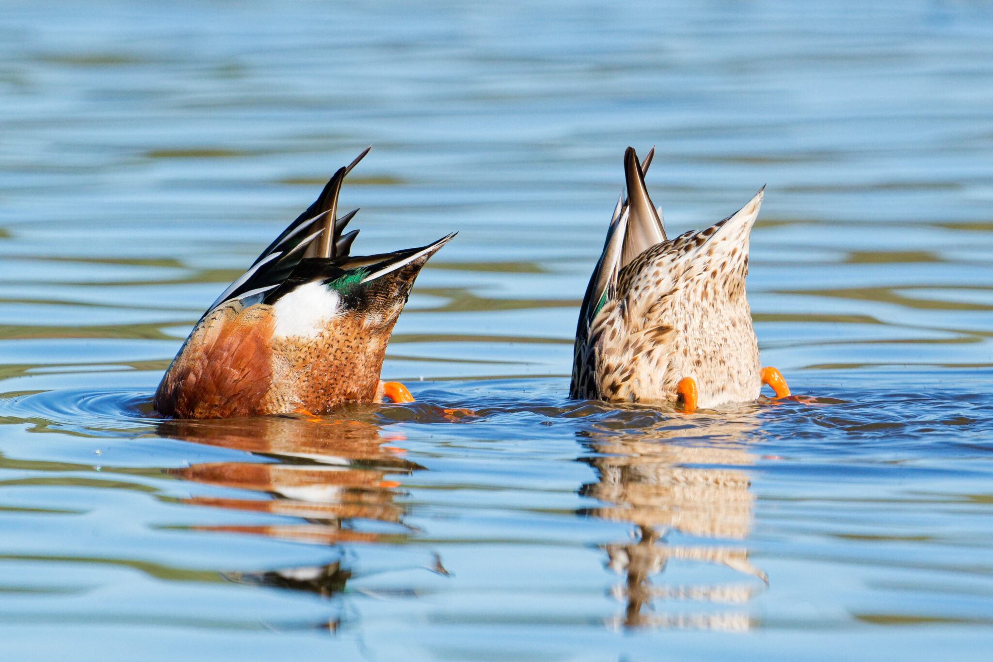 Two northern shovelers, heads down in water