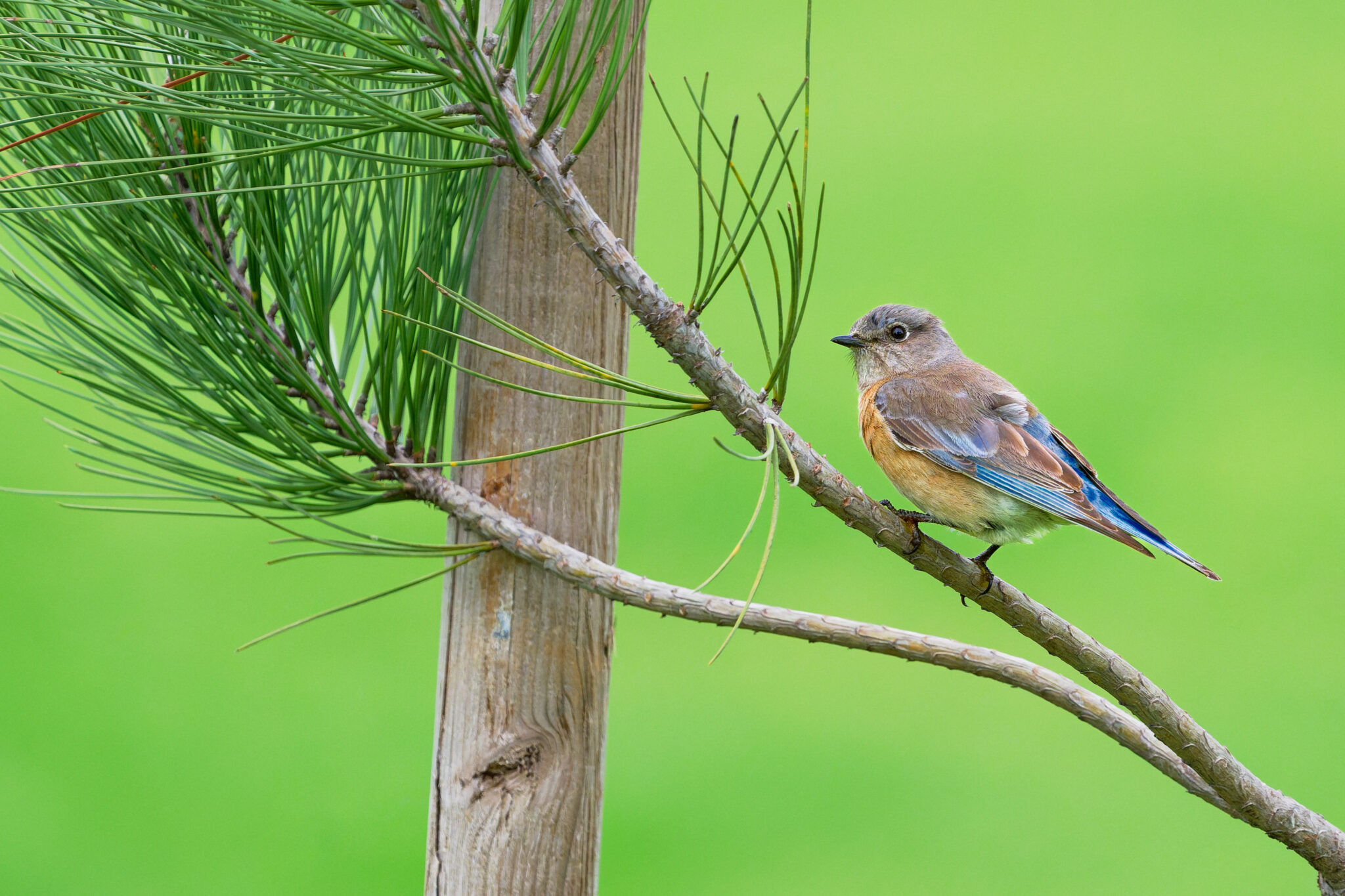 Female Western Bluebird