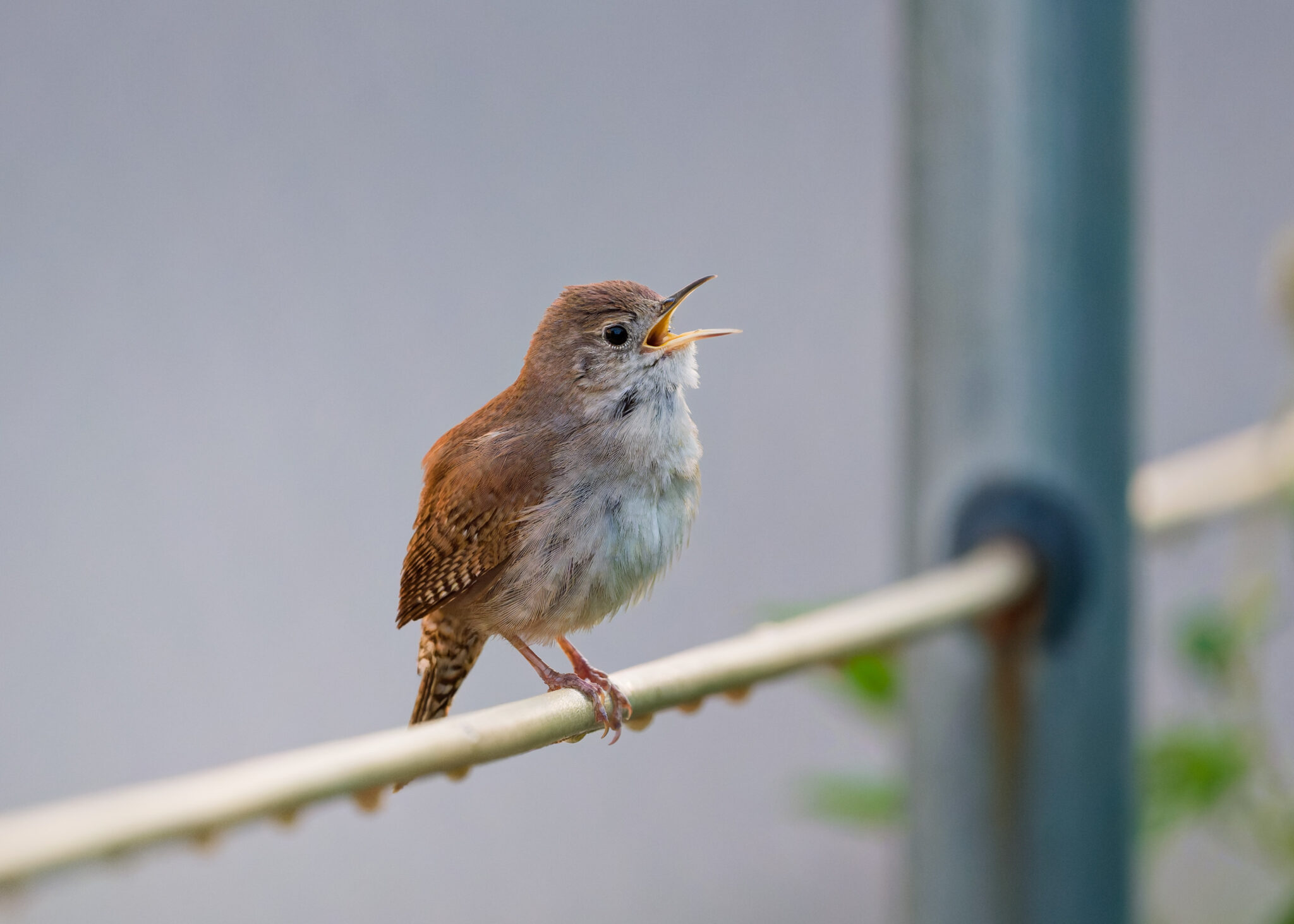 Northern House Wren