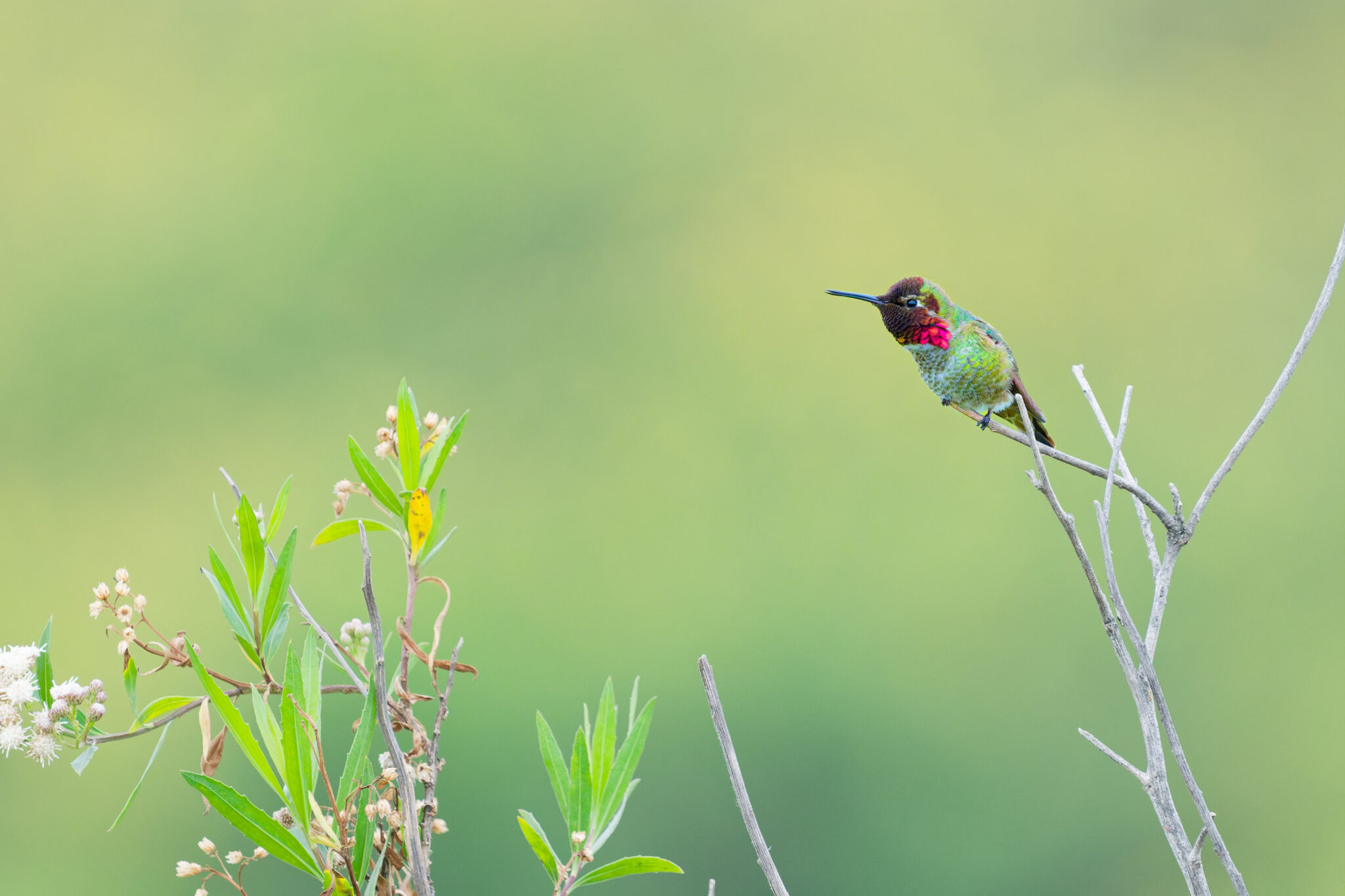 Anna's Hummingbird