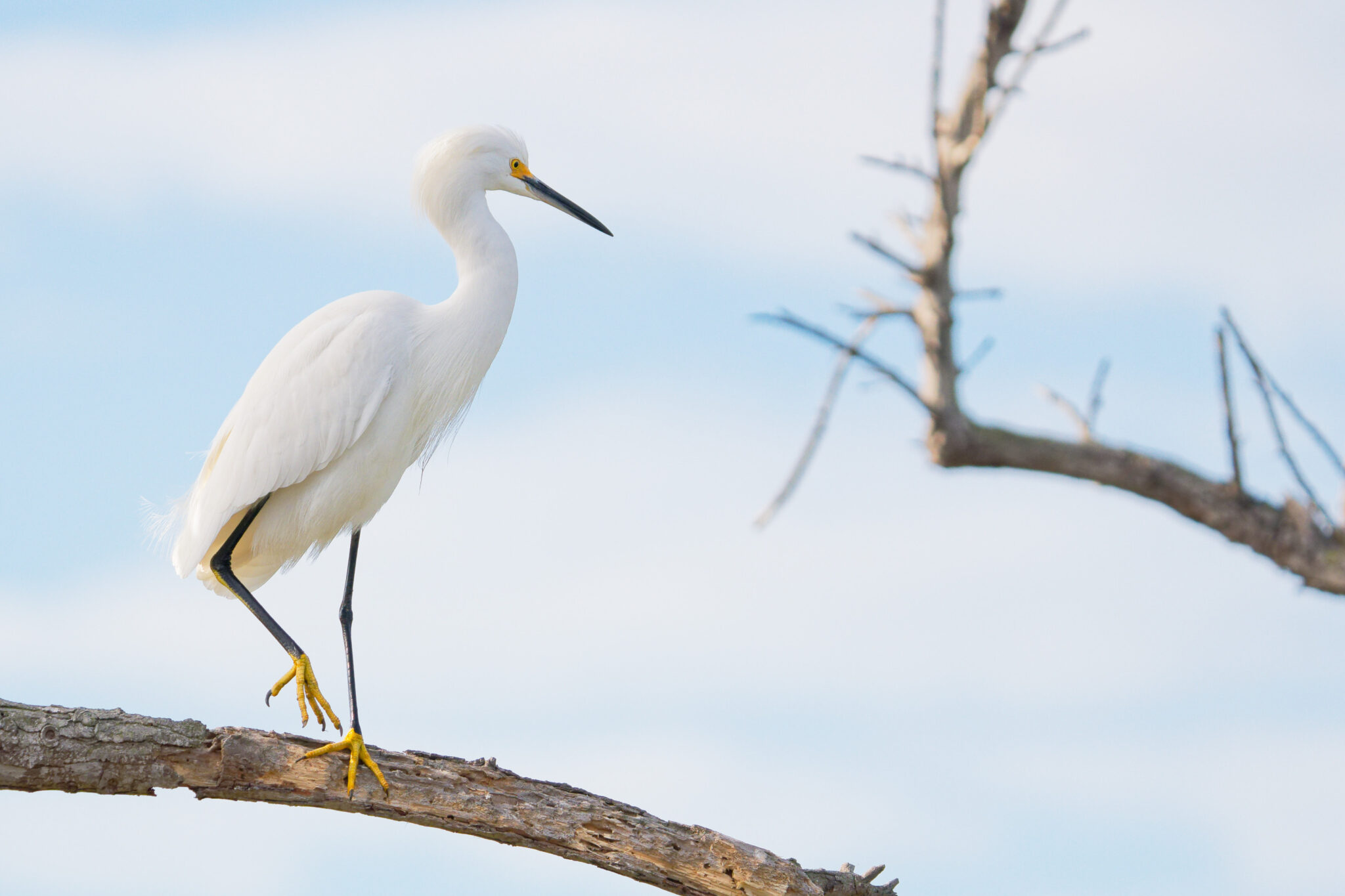 Snowy Egret