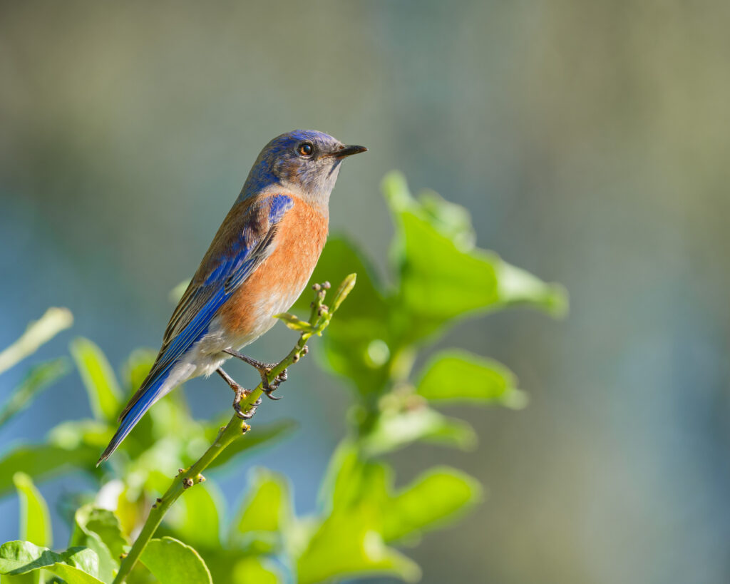 Western Bluebird