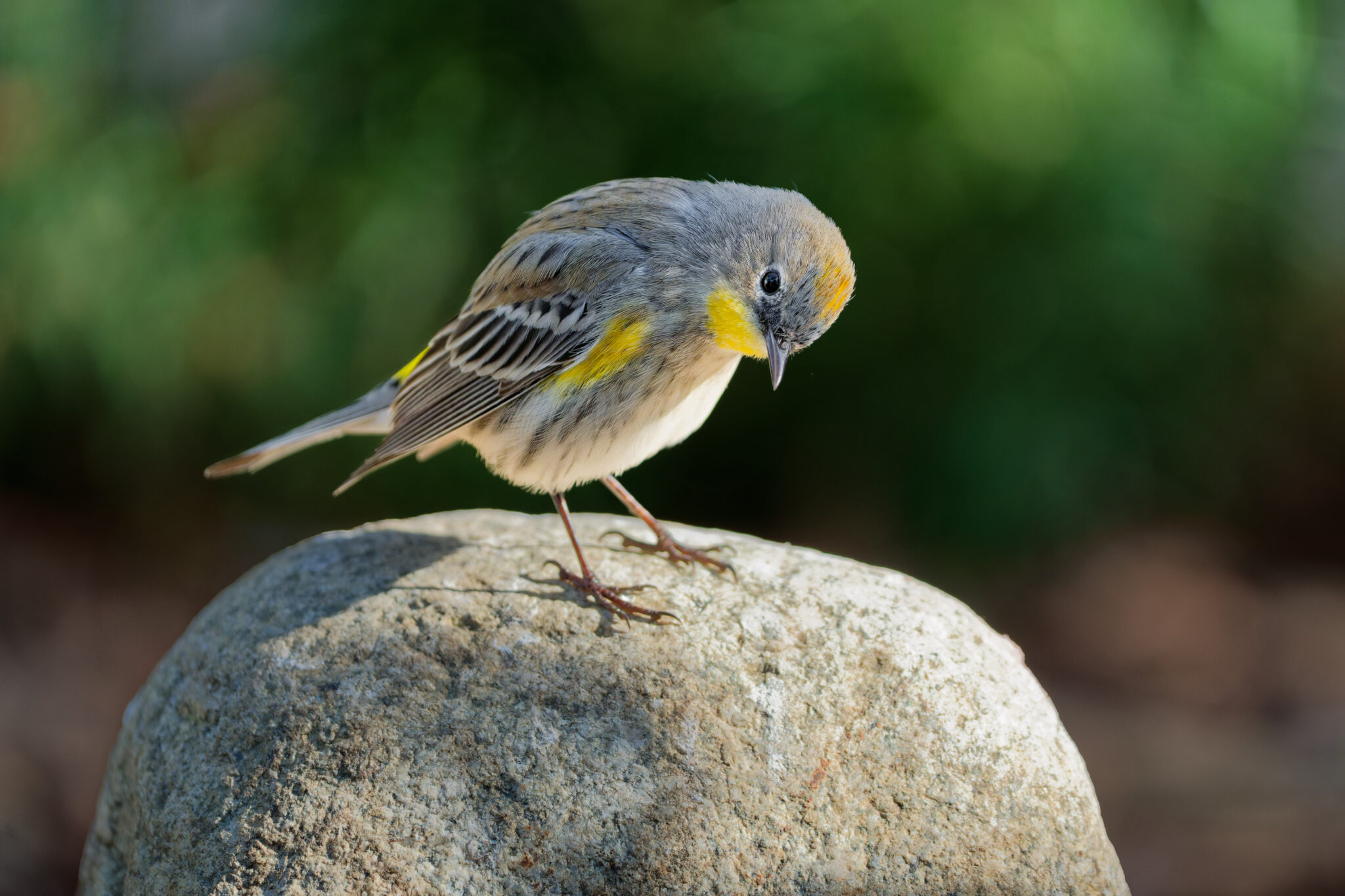 Yellow-rumped Warbler
