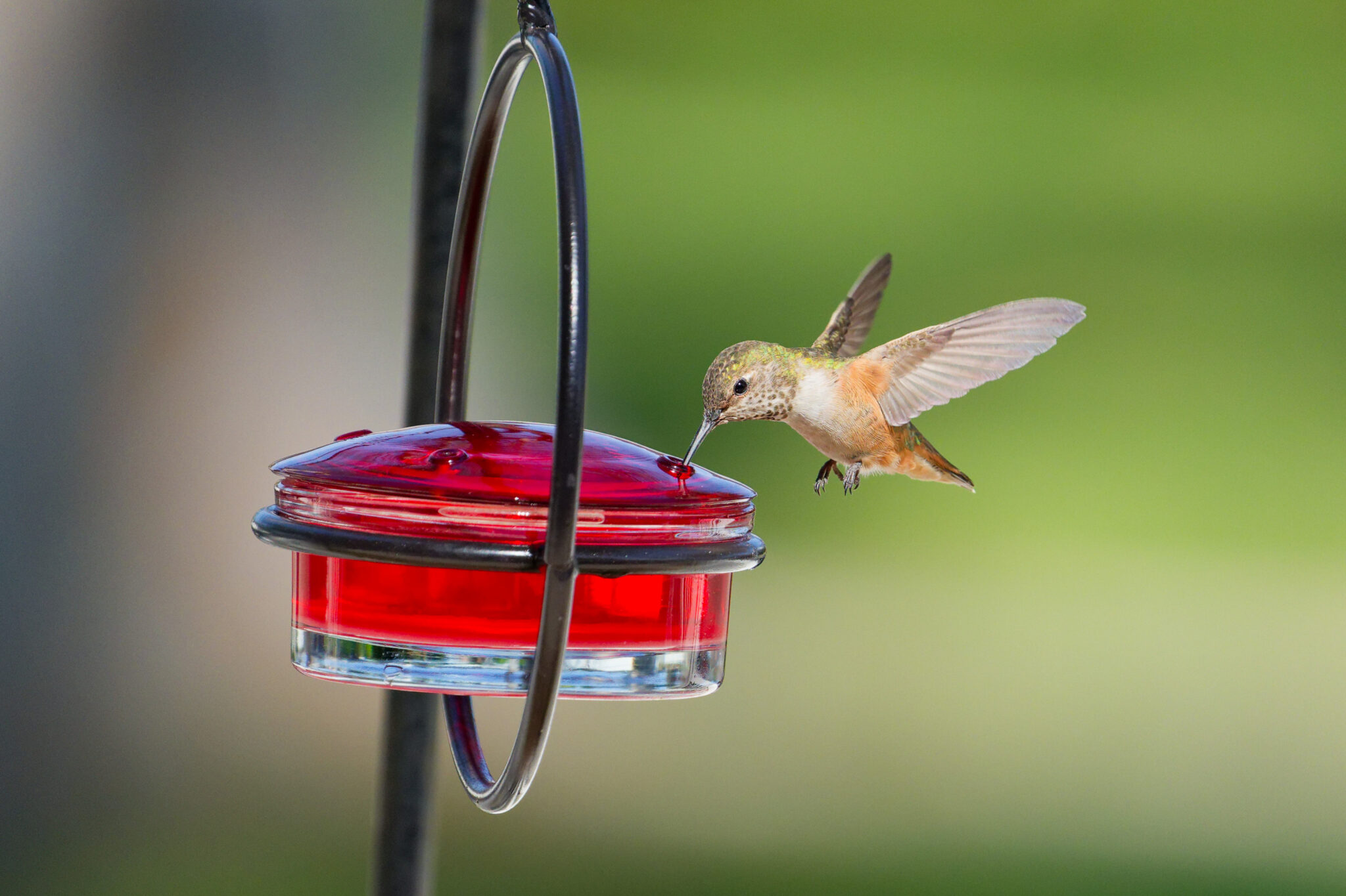 Allen's Hummingbird