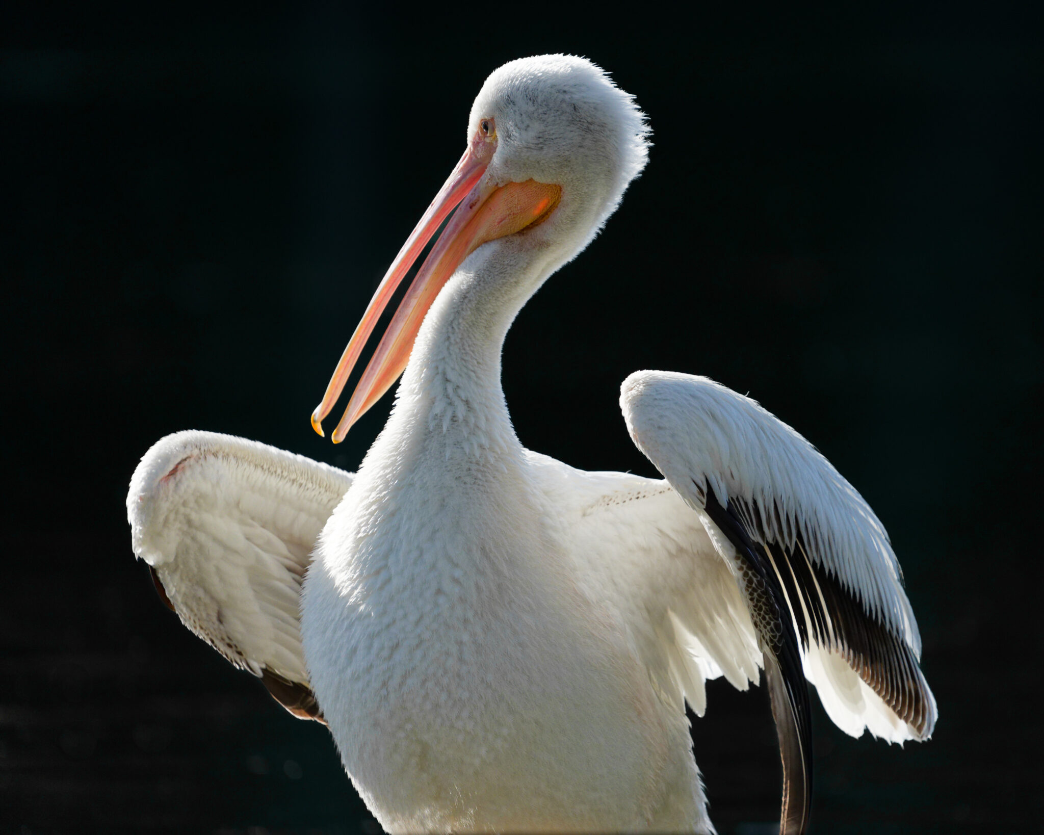 American White Pelican