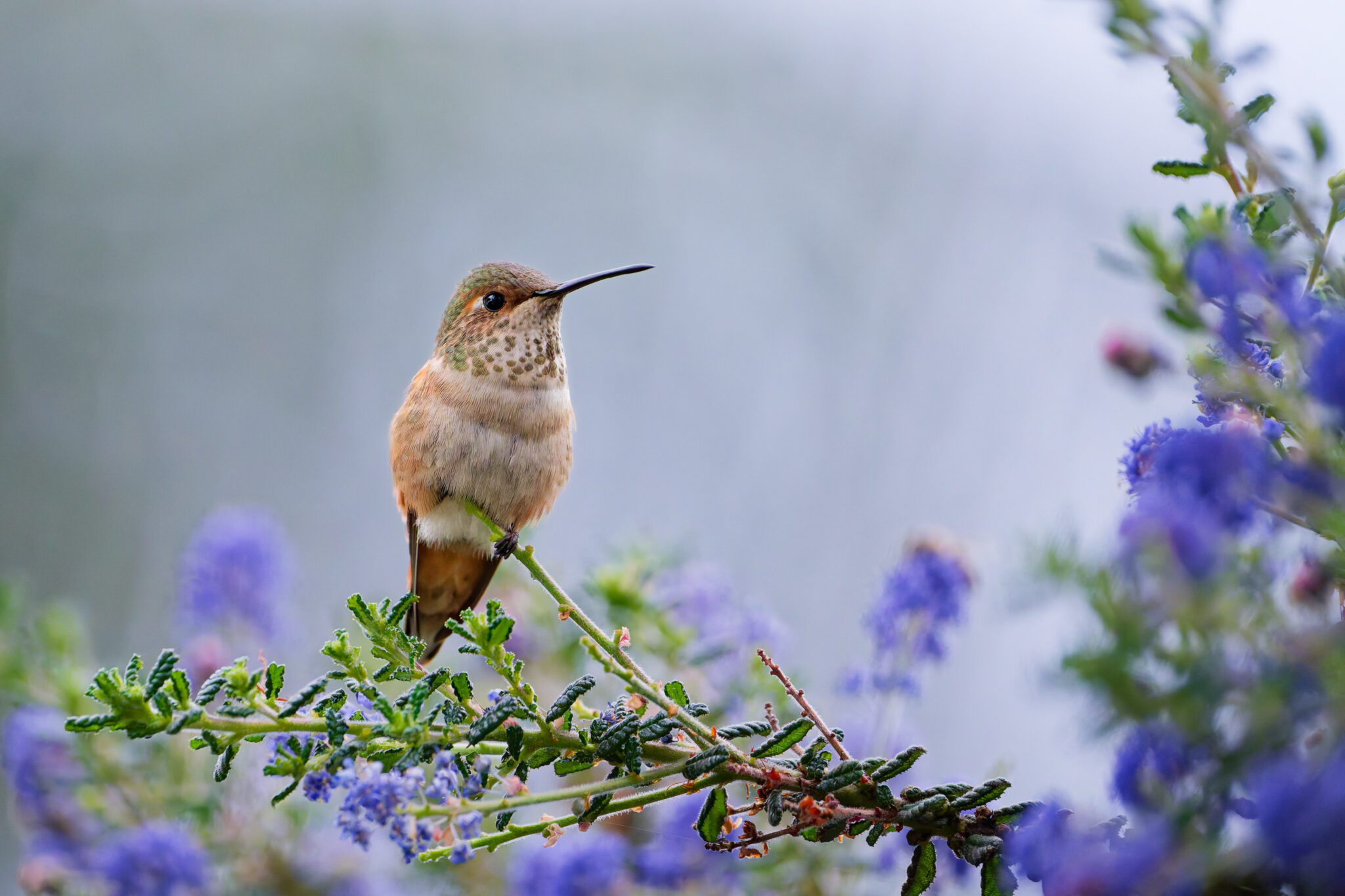 Allen's Hummingbird