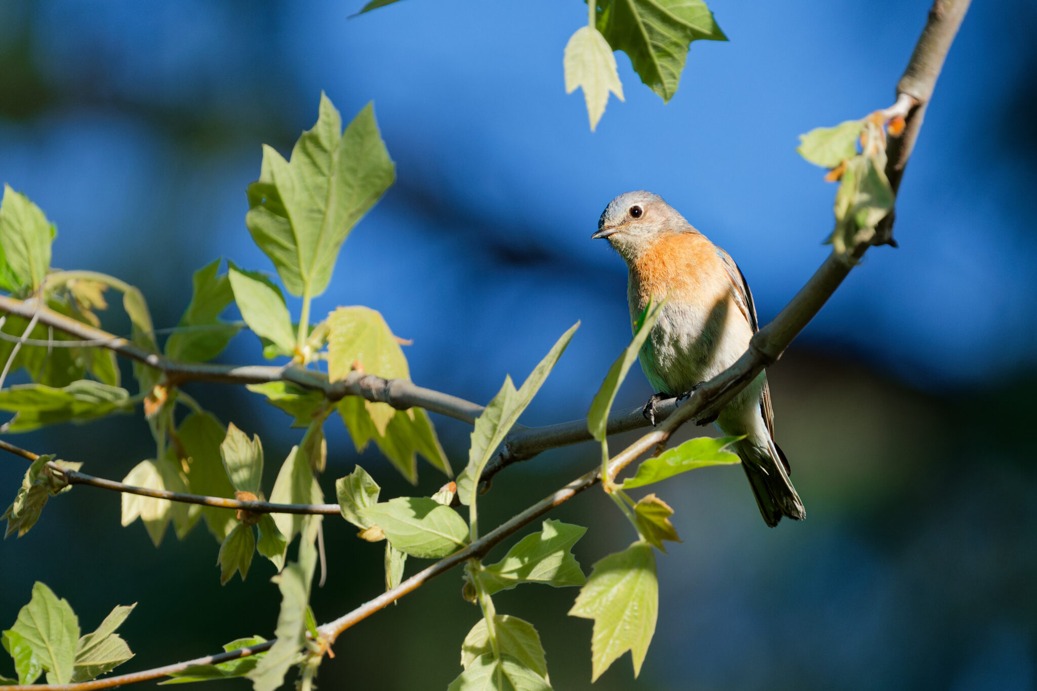 Western Bluebird