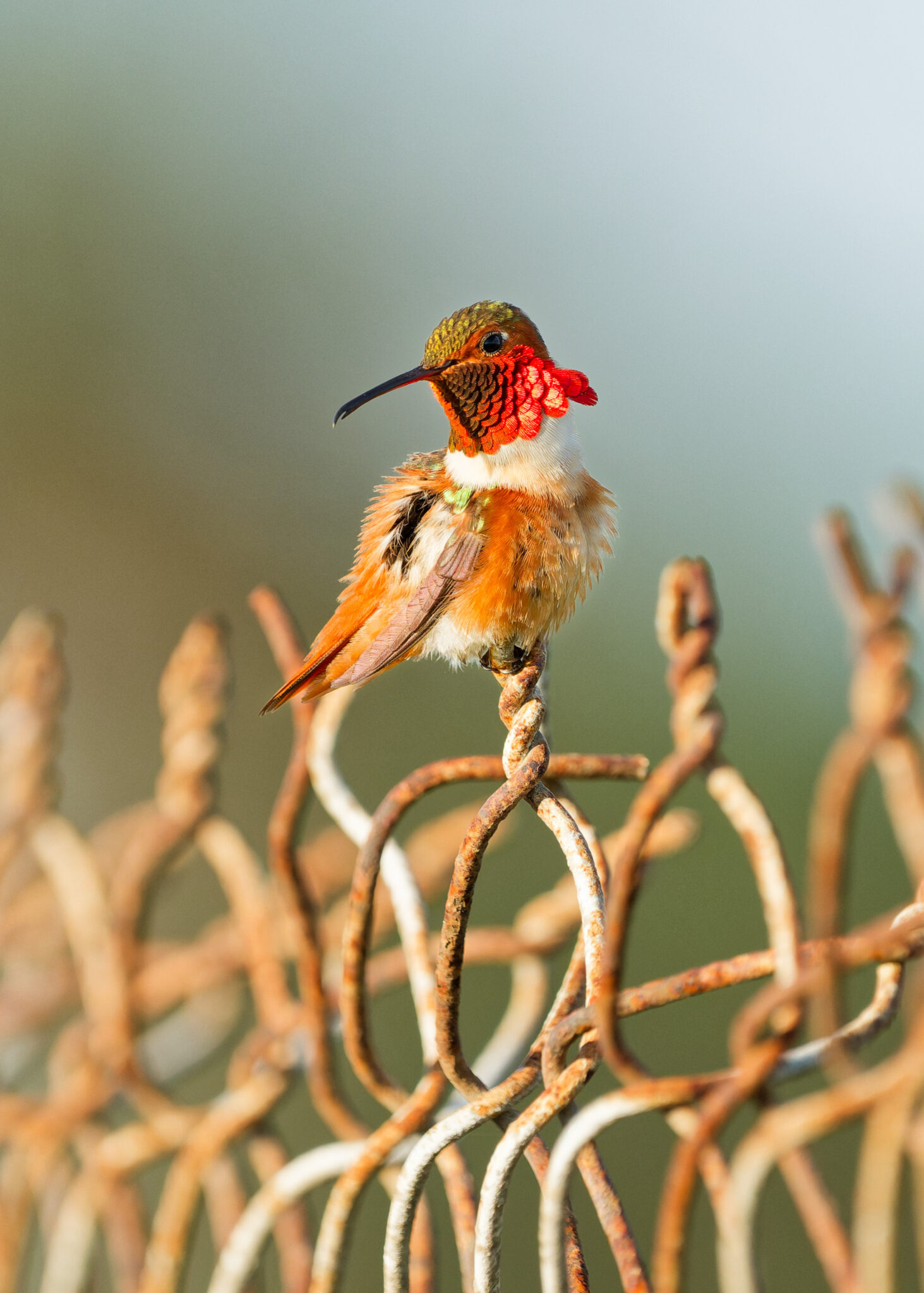 Allen's Hummingbird