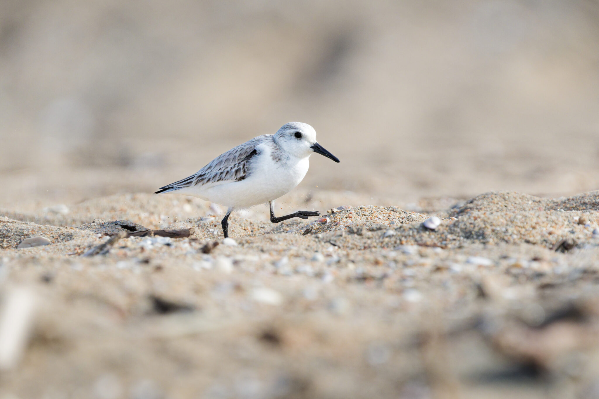 Sanderling