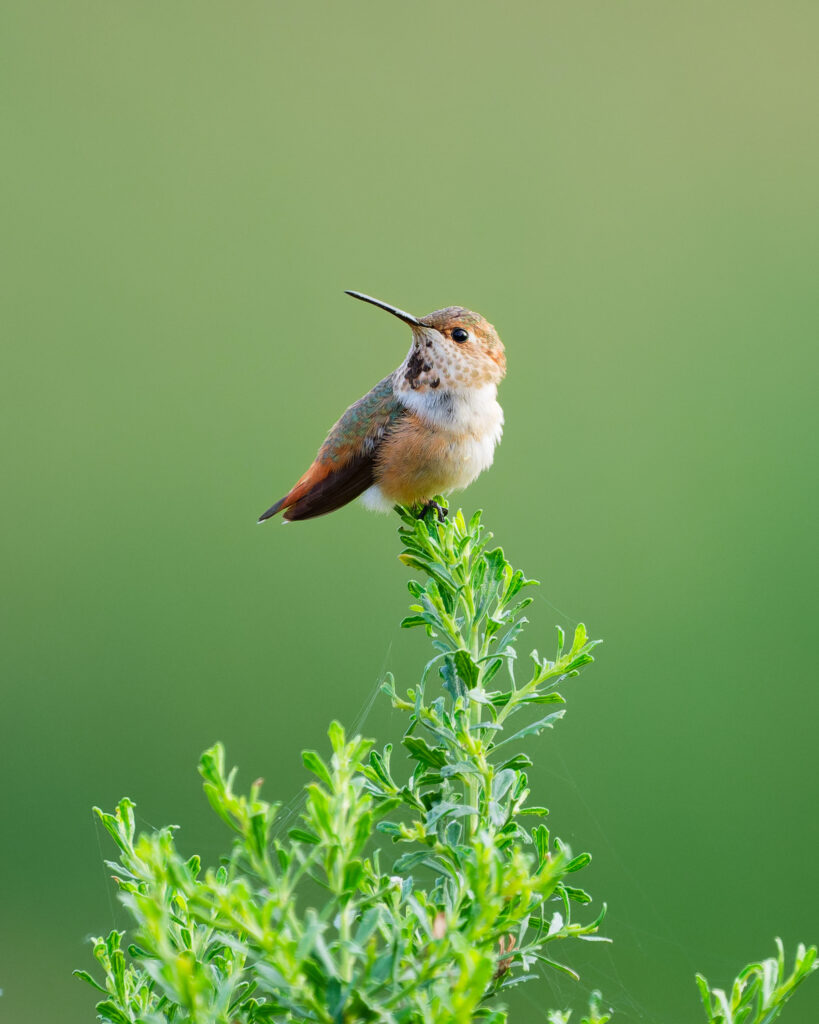 Allen's Hummingbird perched atop a green bush.