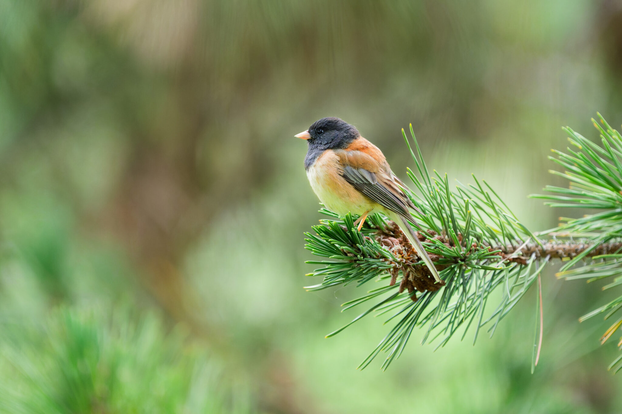 Dark-eyed Junco perched on end of conifer branch