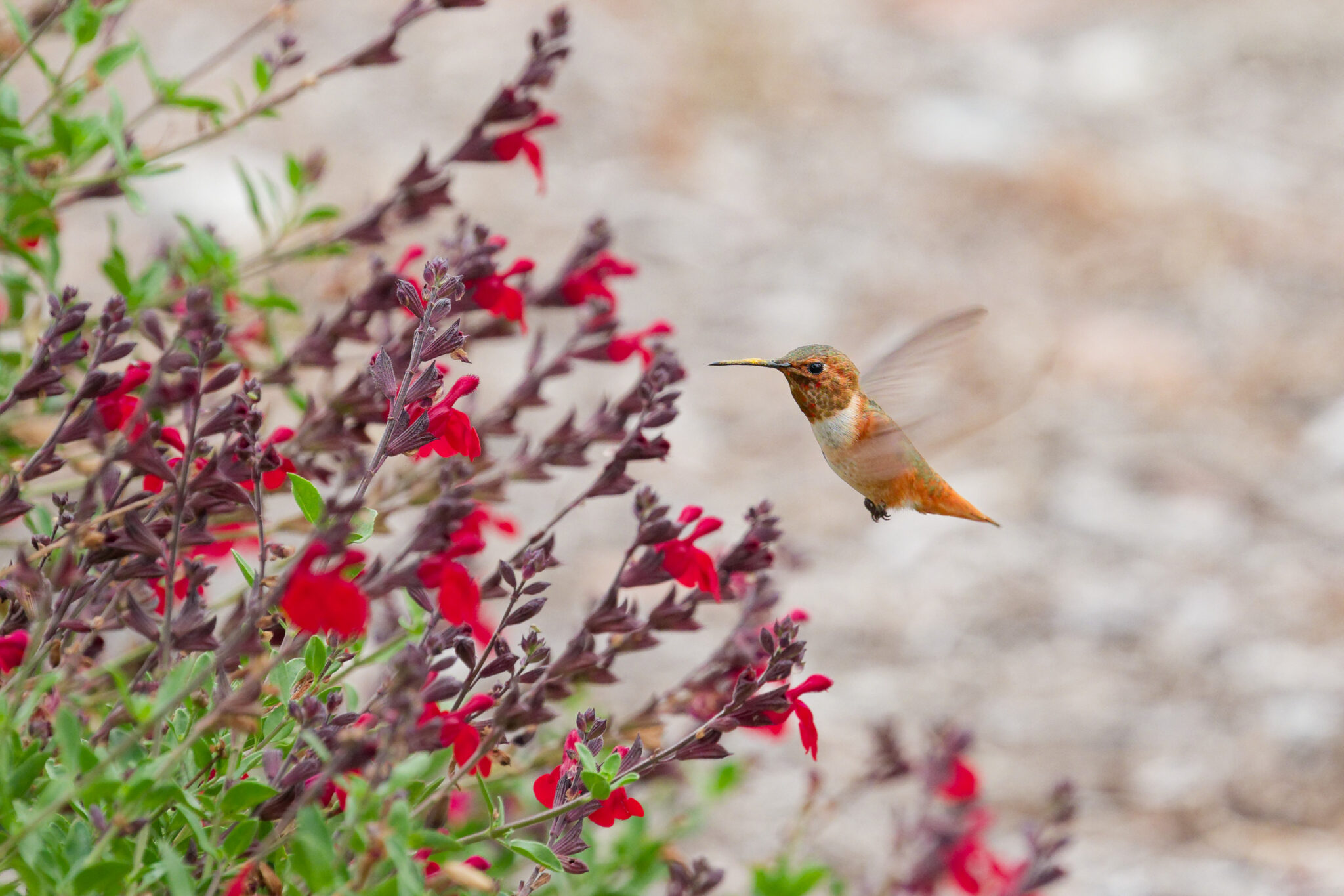 Allen's Hummingbird