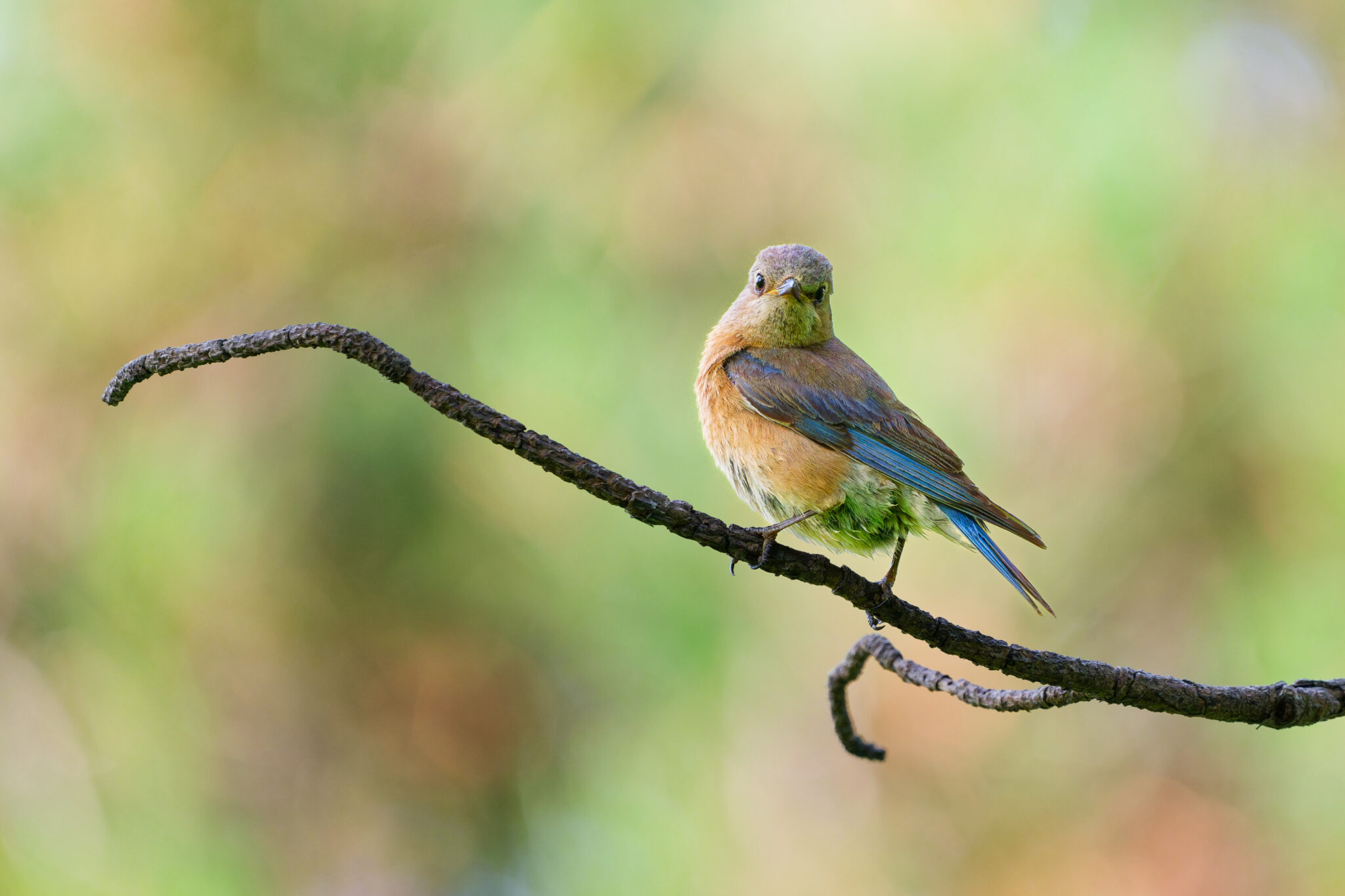 Western Bluebird