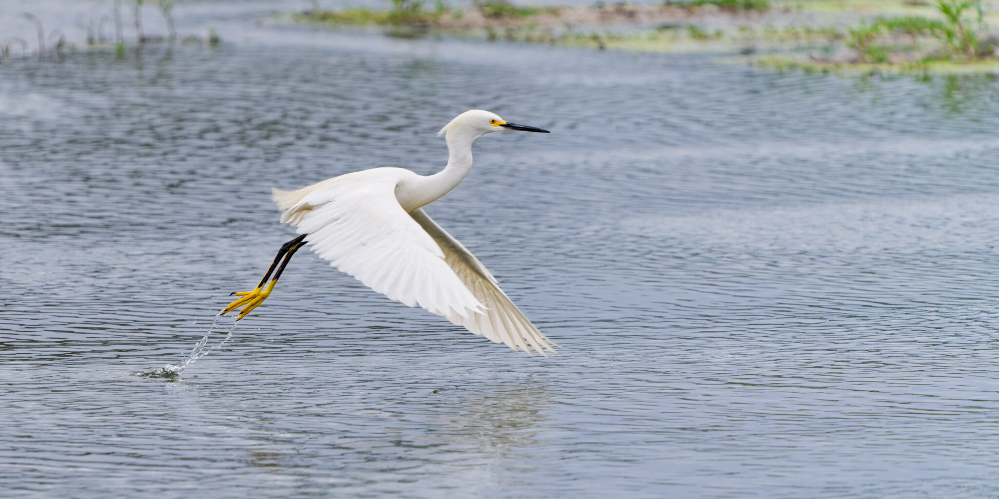 Snowy Egret taking off low over water