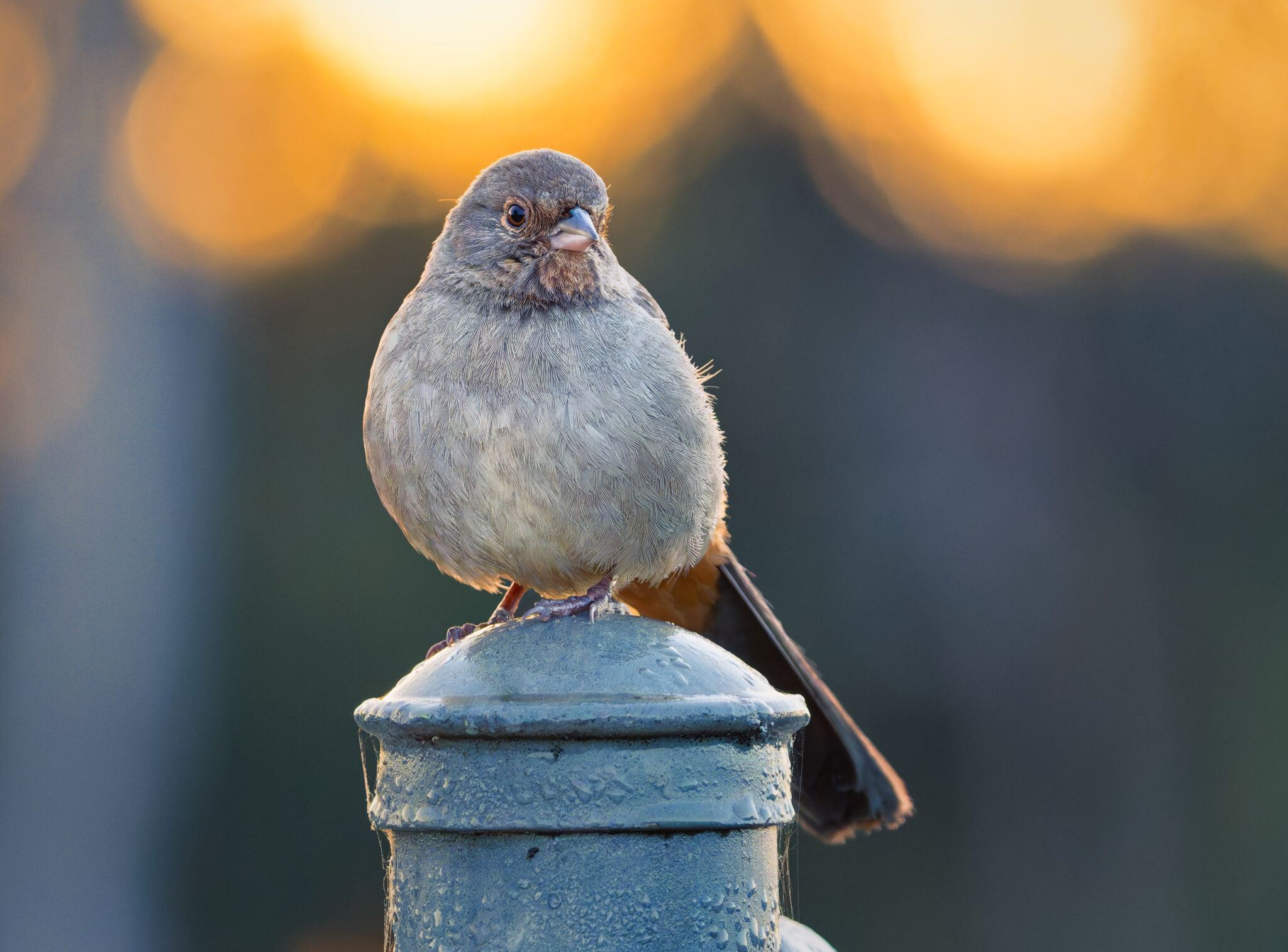 California Towhee perched on metal post