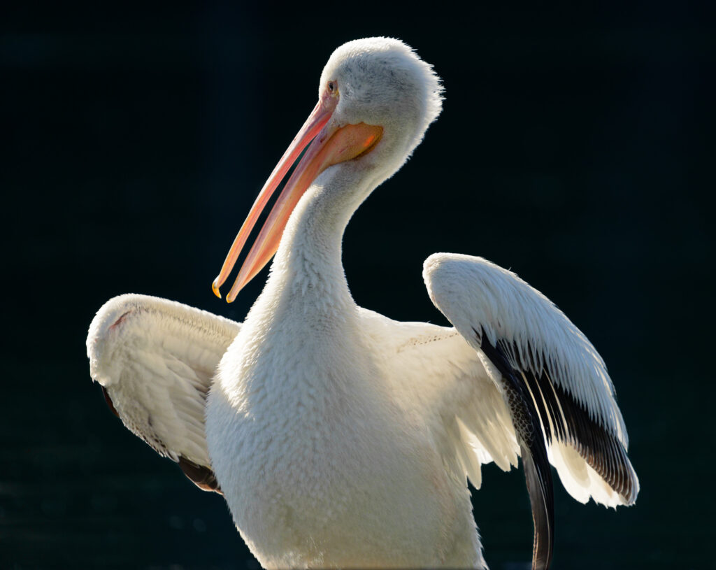 Water and shore birds