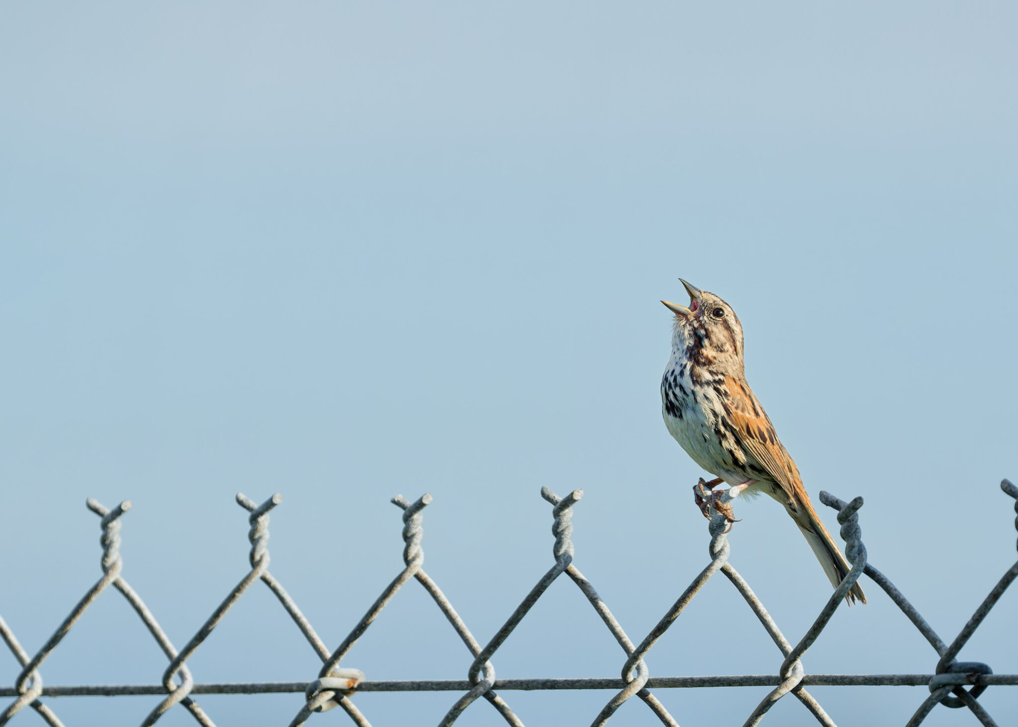 Song Sparrow singing atop a chain link fence.