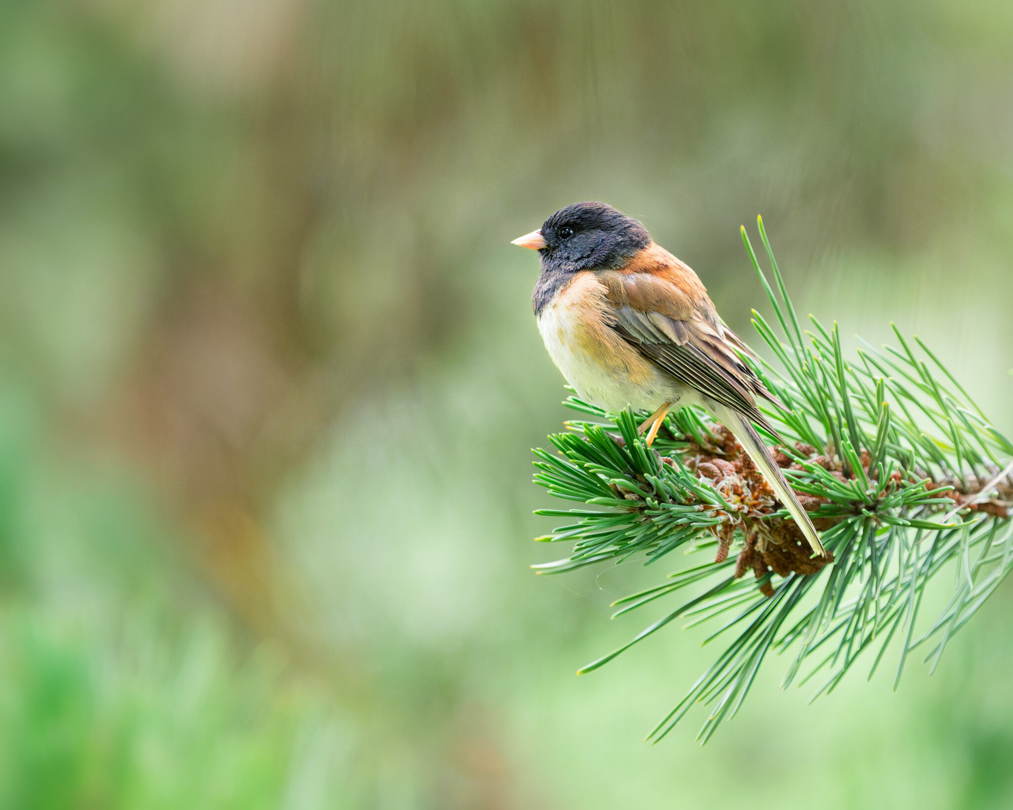 Dark-eyed Junco perched on end of conifer branch