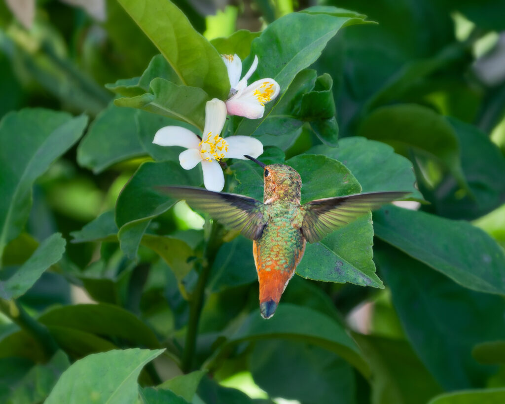 Hummingbirds