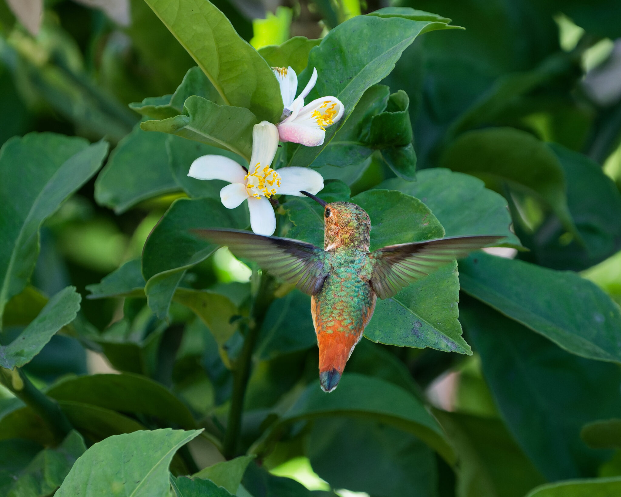 Allen's Hummingbird, hovering and feeding from a white flower on a tree